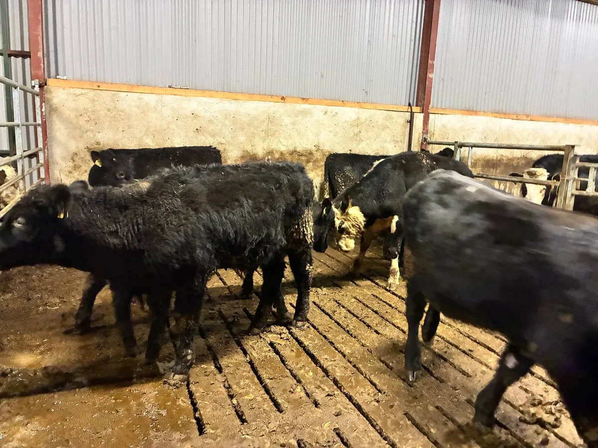 10 Angus and Hereford bulls for sale - Image 1