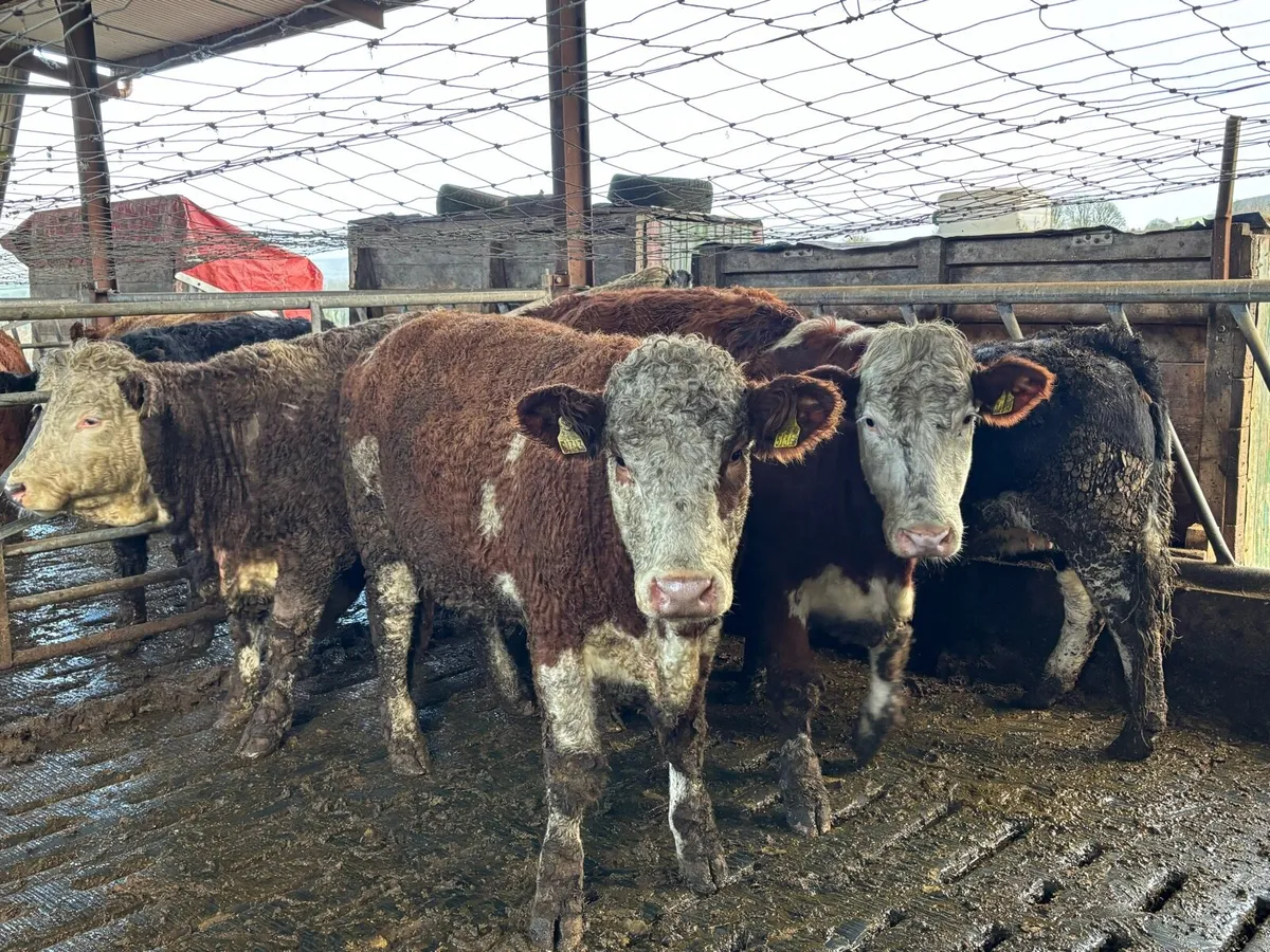 Suckler Sale Carnew Mart - Image 1