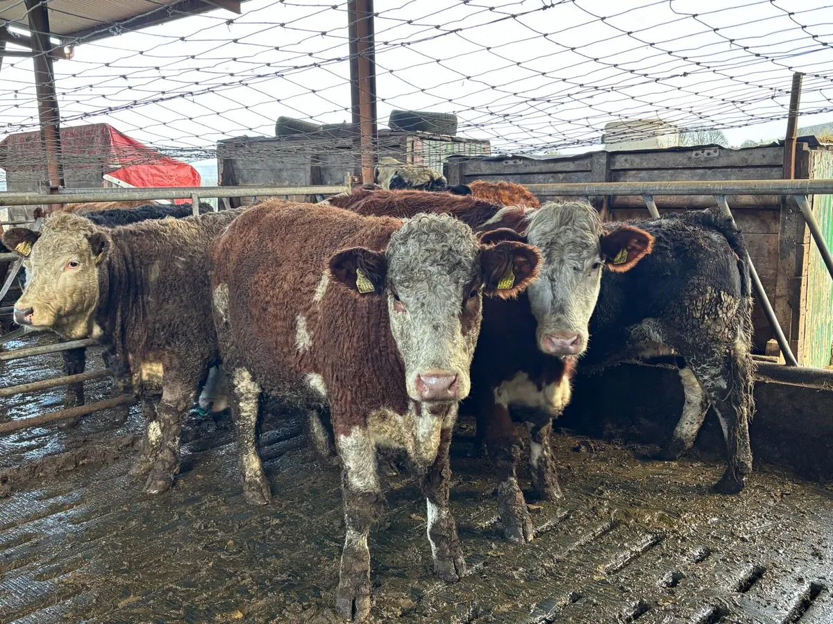 Suckler Sale Carnew Mart - Image 2