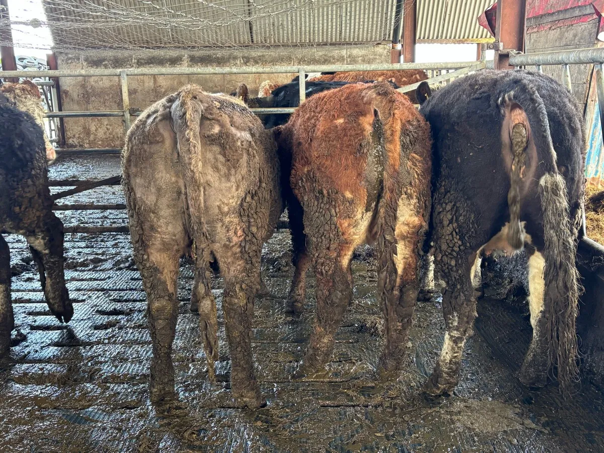 Suckler Sale Carnew Mart - Image 3