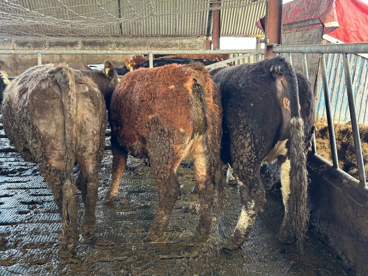 Suckler Sale Carnew Mart - Image 4