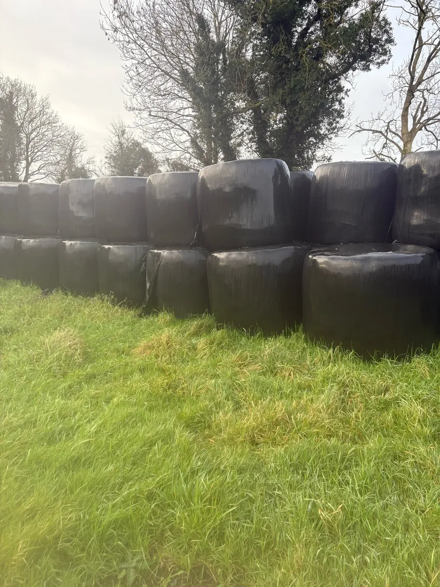 Silage for sale - Image 3
