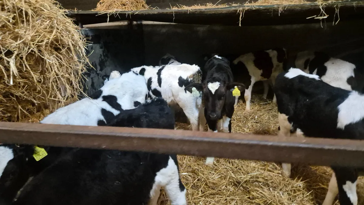 11 Friesian bull calves for sale - Image 4