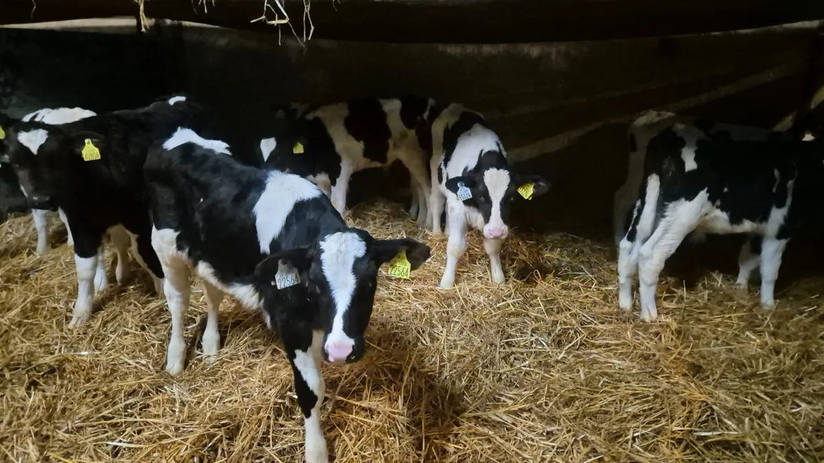 11 Friesian bull calves for sale - Image 1