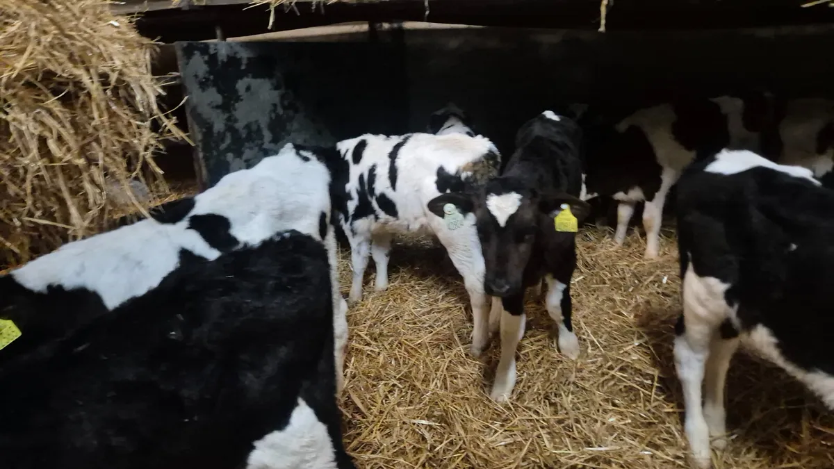 11 Friesian bull calves for sale - Image 3