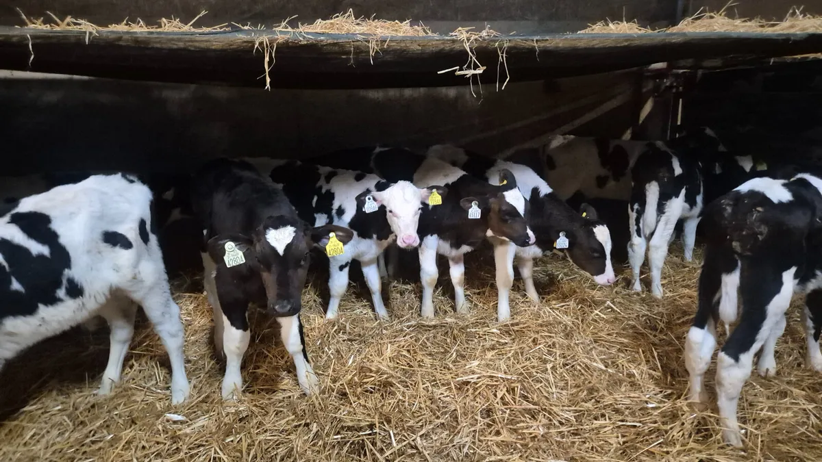 11 Friesian bull calves for sale - Image 2