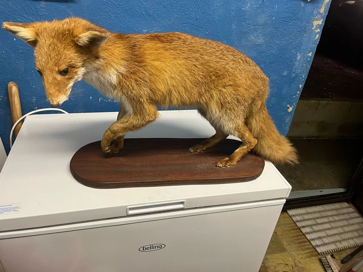 Taxidermy. Stuffed animals - Image 1