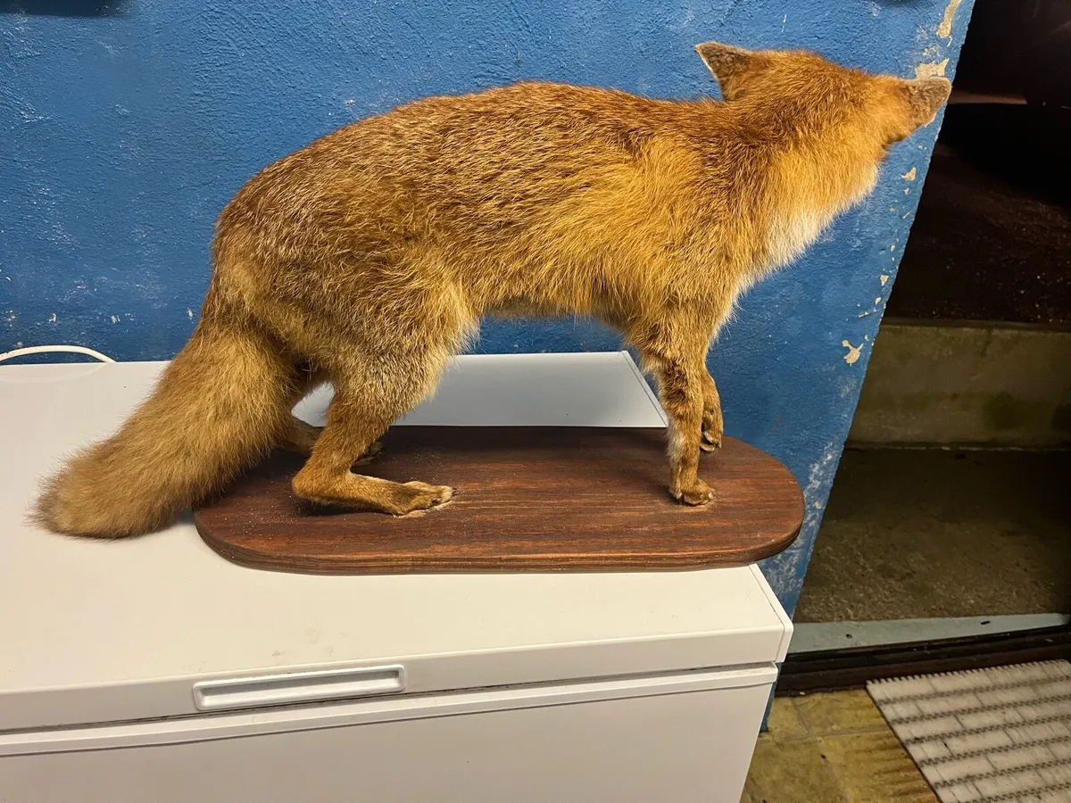 Taxidermy. Stuffed animals - Image 2