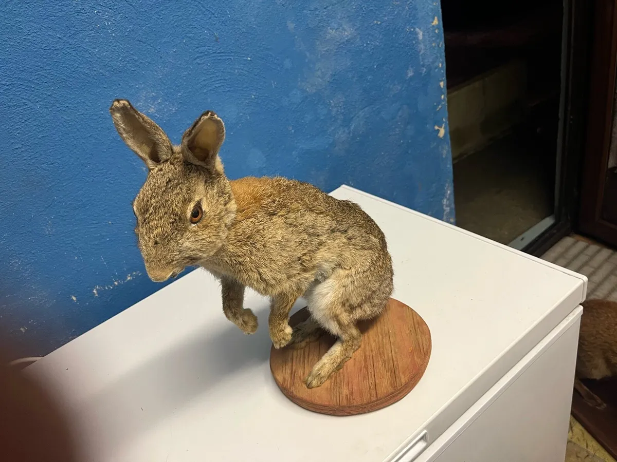 Taxidermy. Stuffed animals - Image 3