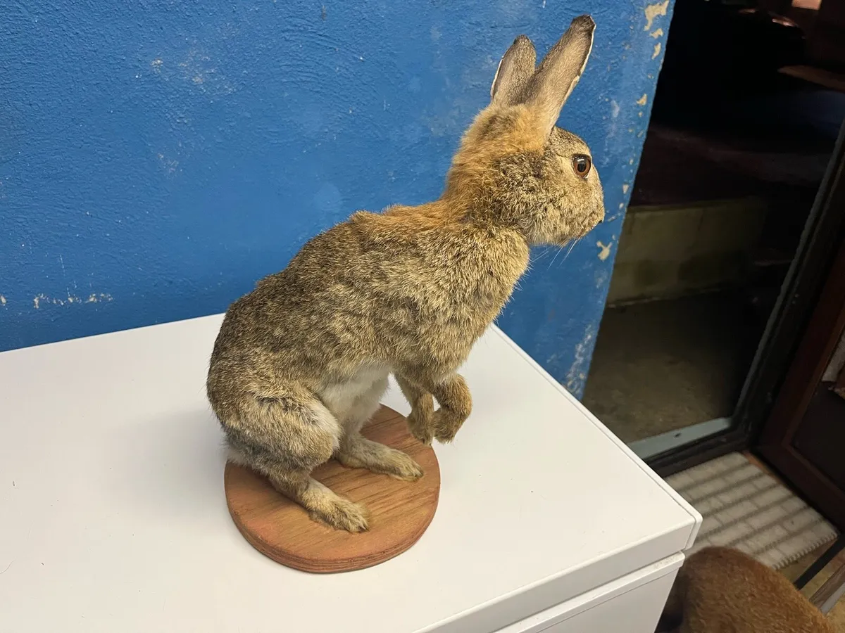 Taxidermy. Stuffed animals - Image 4