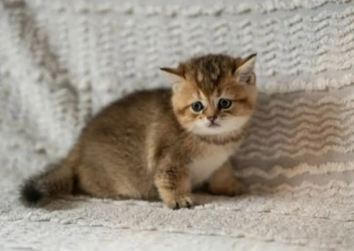 Beautiful  Gold British and Scottish fold kittens - Image 3