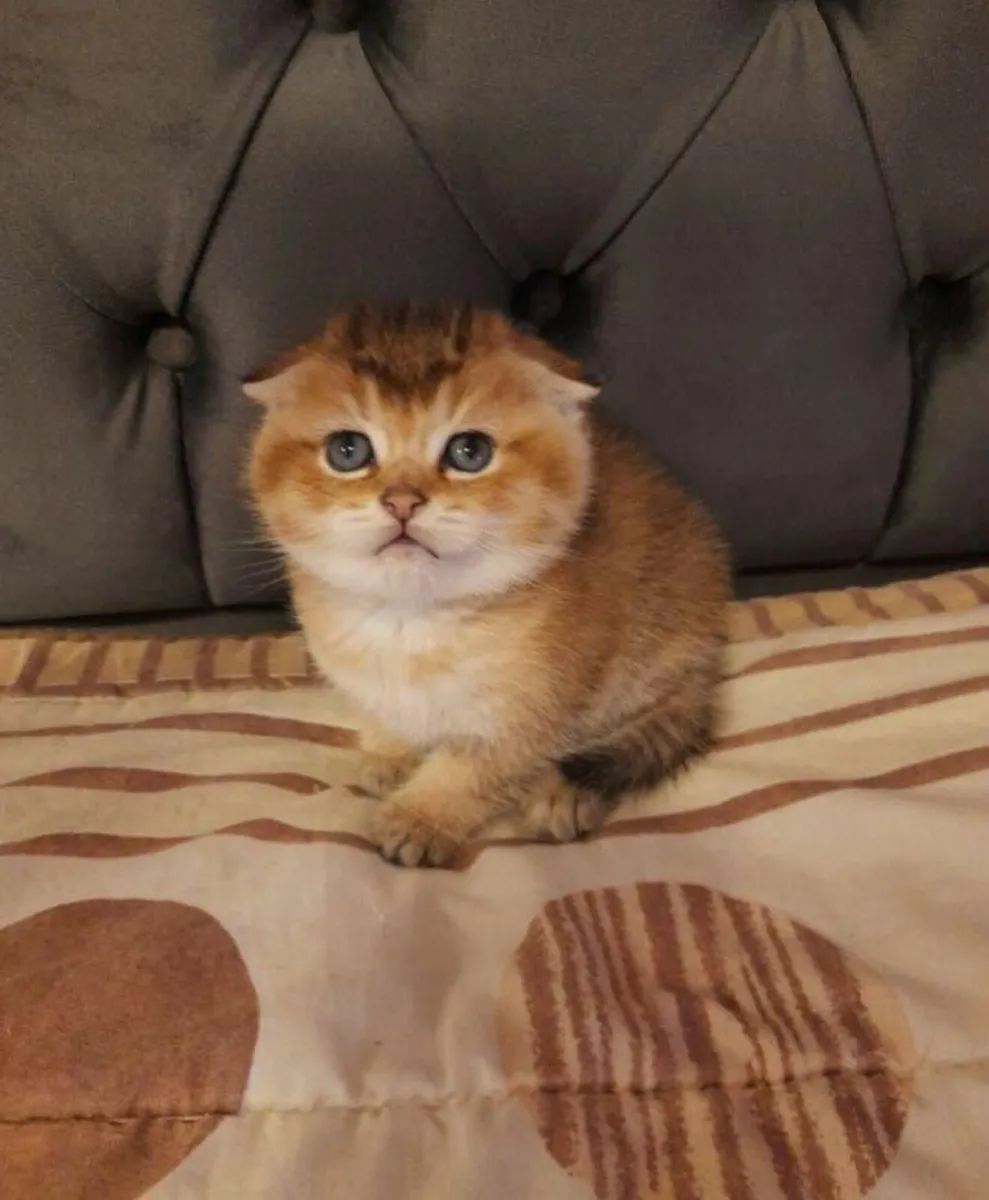 Beautiful  Gold British and Scottish fold kittens - Image 4