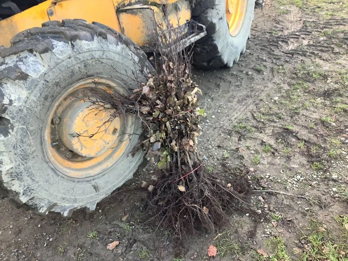 Copper beech 3ft  €3.00 - Image 1