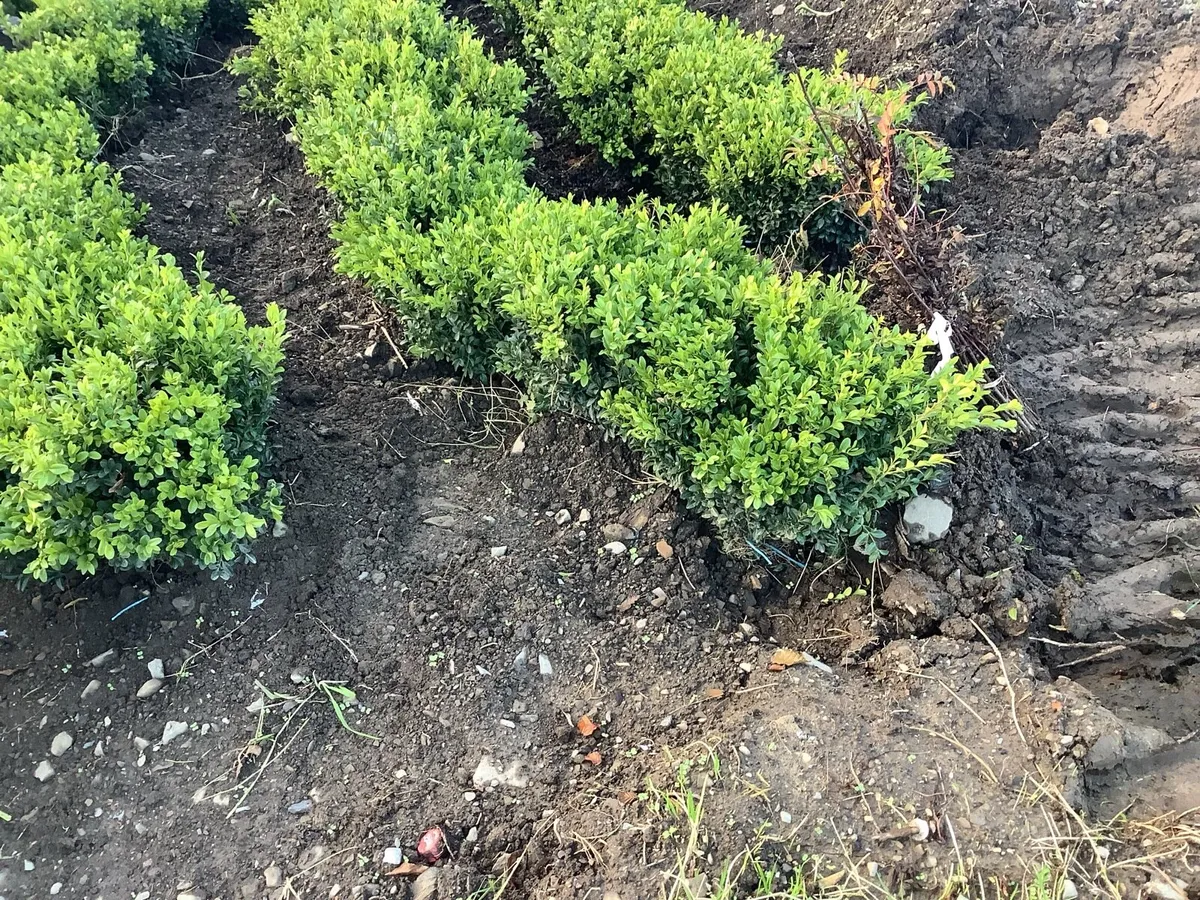 Copper beech 3ft  €3.00 - Image 2