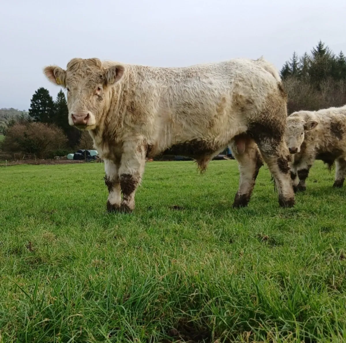 PBR Charolias Bulls - Image 1