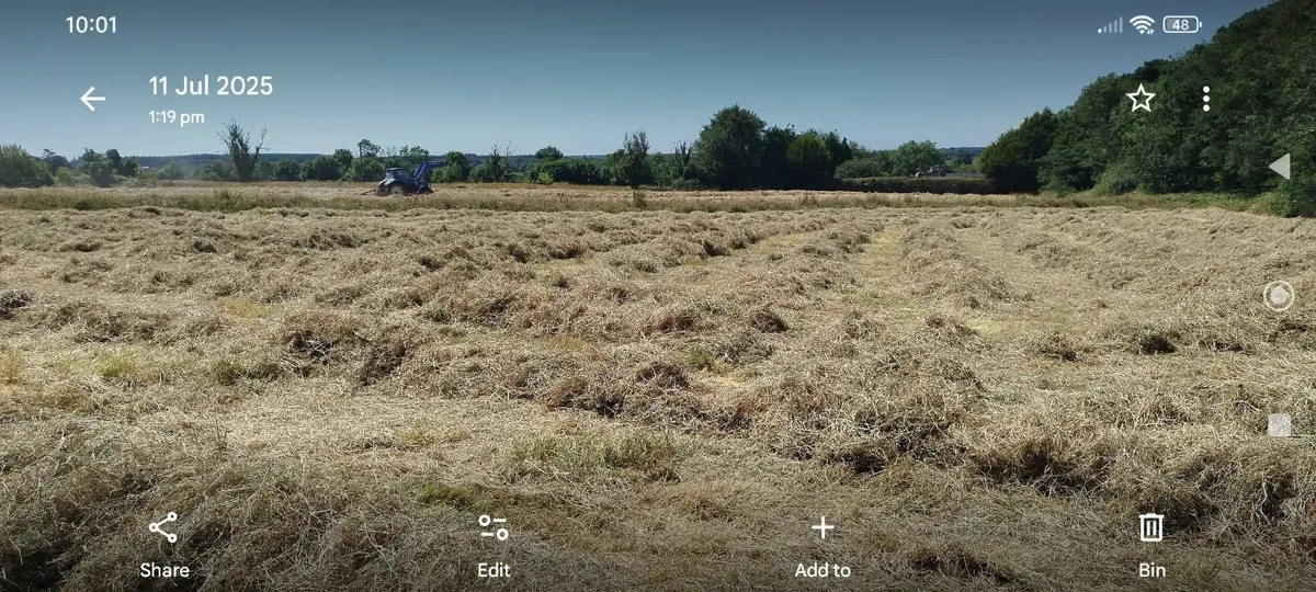 Superior quality hay for horses - Image 4