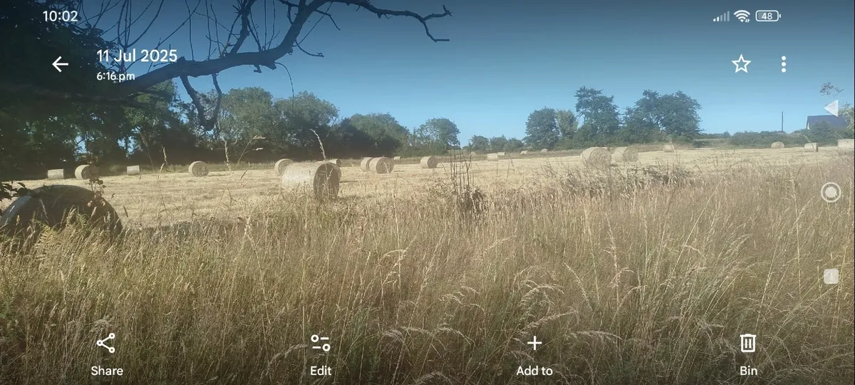 Superior quality hay for horses - Image 1