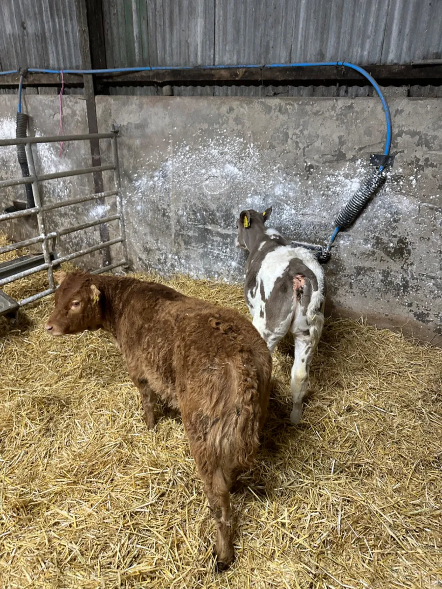 Charolais and lim heifer - Image 3