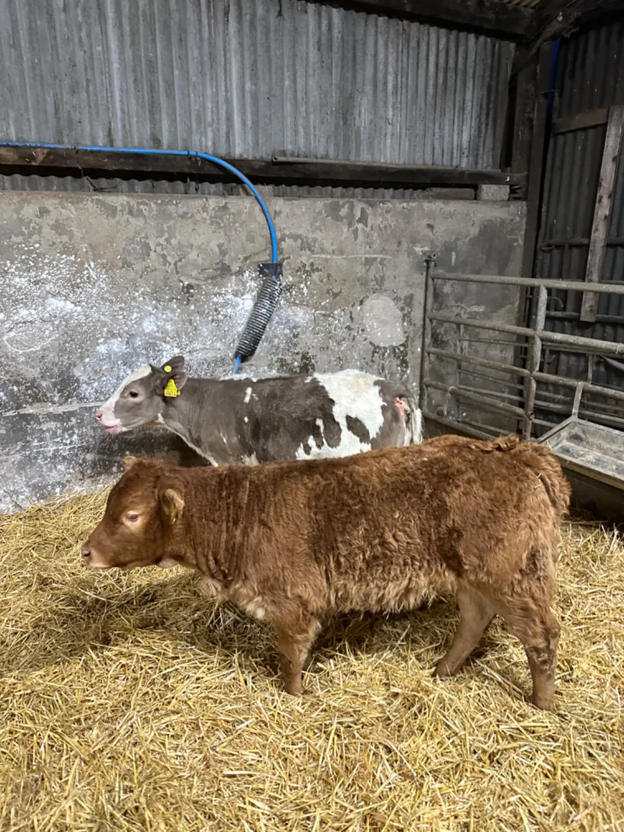 Charolais and lim heifer - Image 4