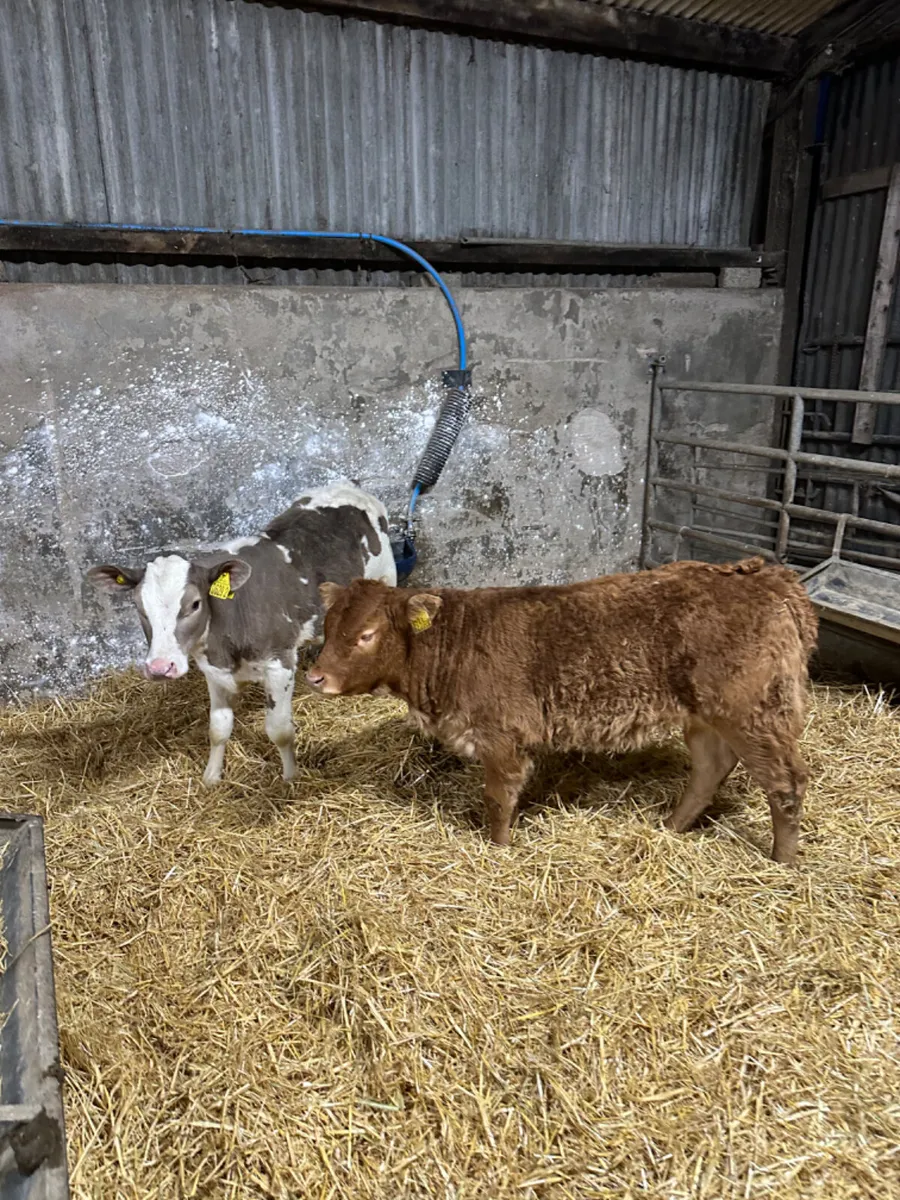 Charolais and lim heifer - Image 2