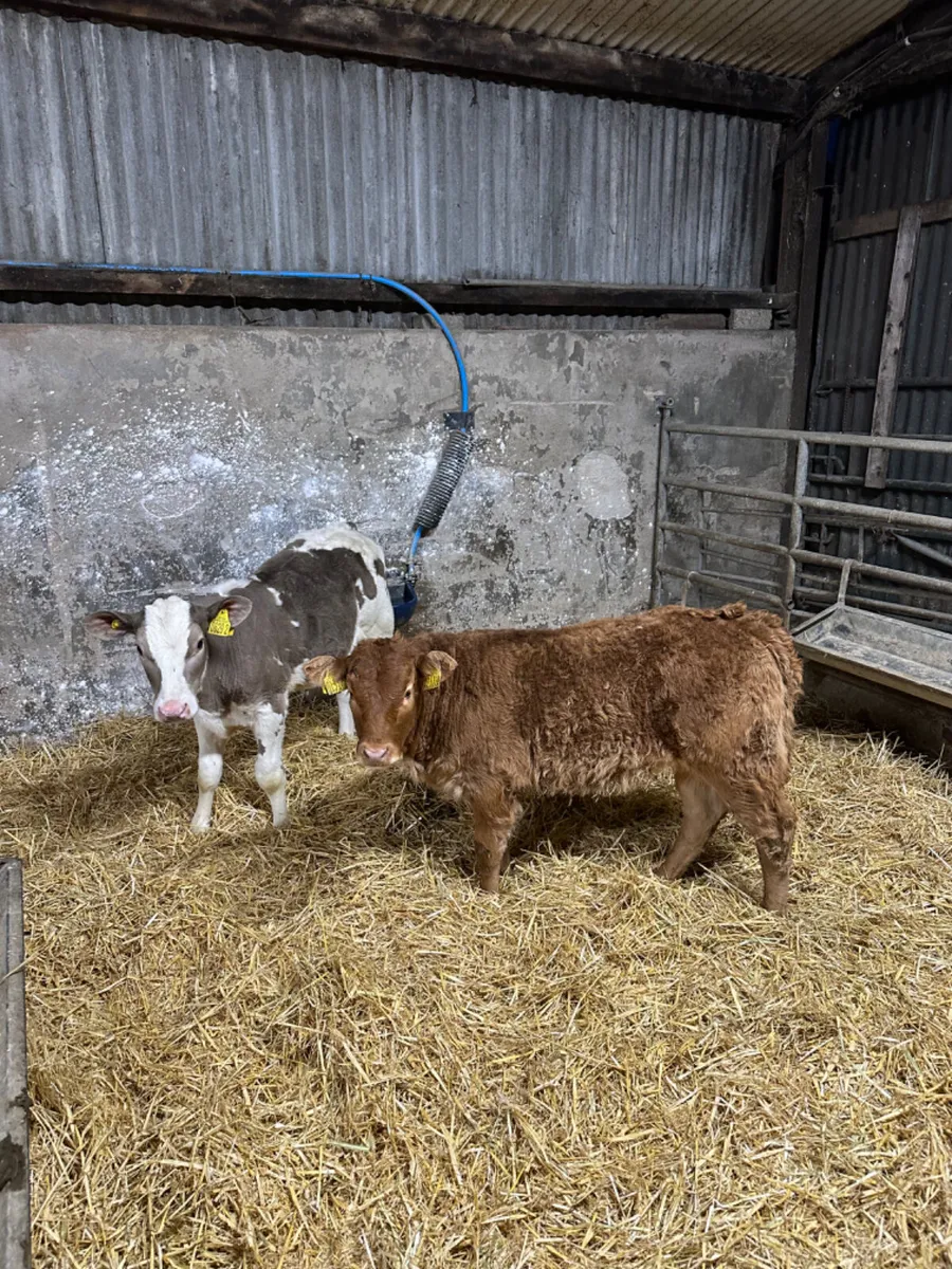 Charolais and lim heifer - Image 1