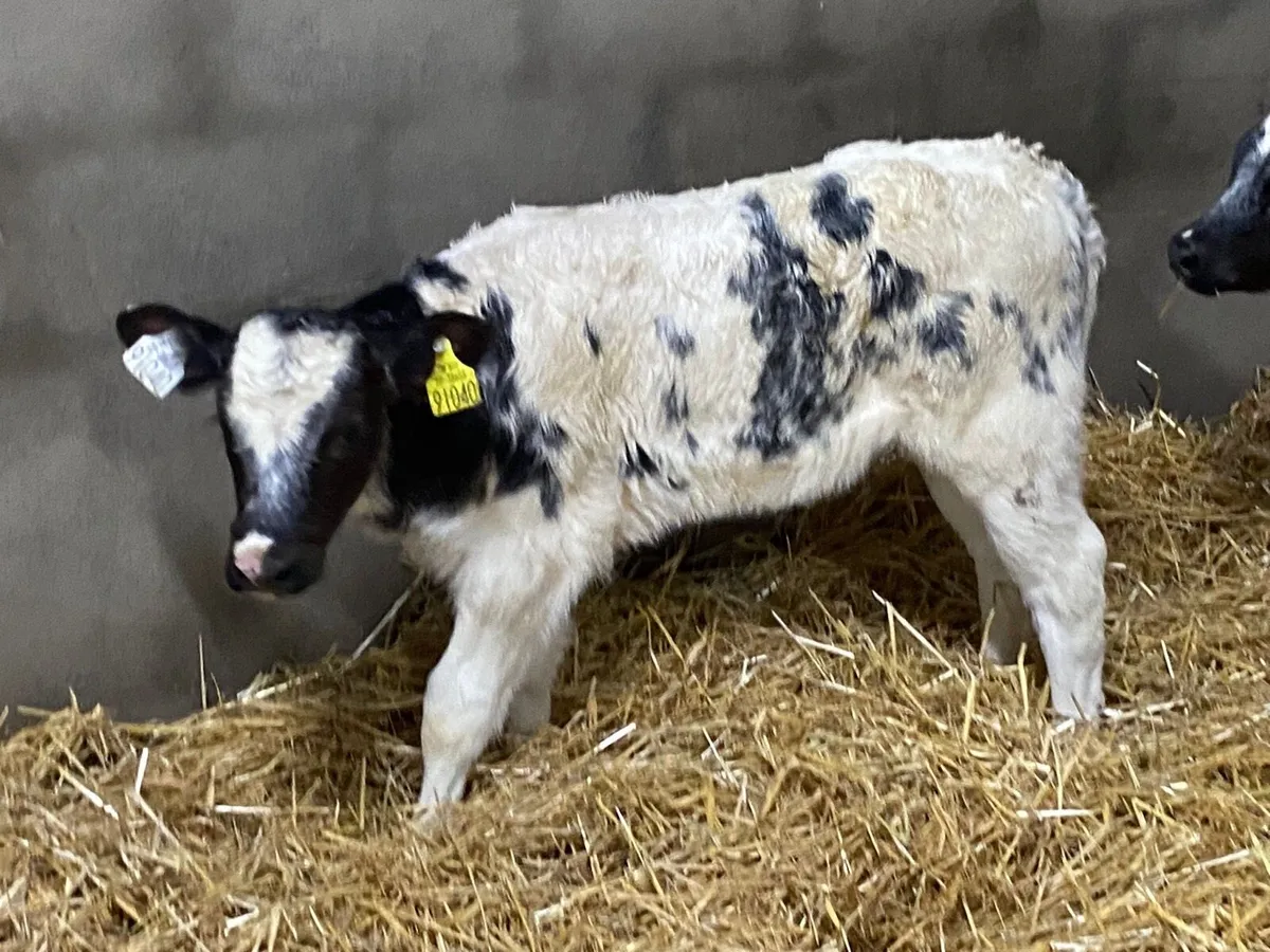 🚨 BACK BY POPULAR DEMAND 🚨 - Image 3