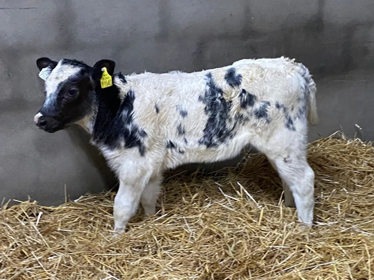 🚨 BACK BY POPULAR DEMAND 🚨 - Image 4