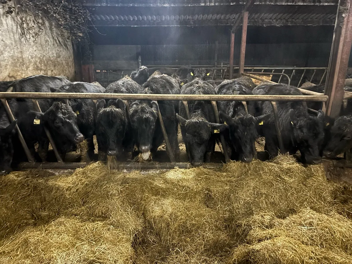 20 Angus heifers - Image 1
