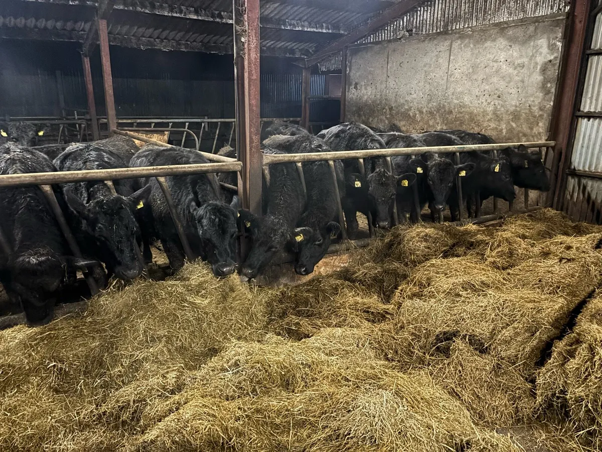 20 Angus heifers - Image 2