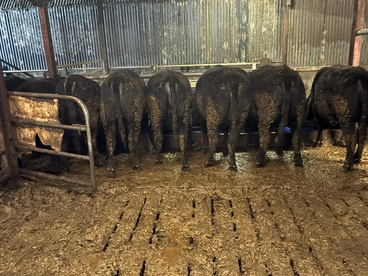 20 Angus heifers - Image 3