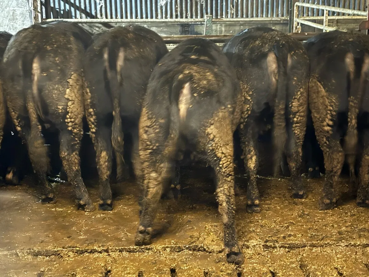 20 Angus heifers - Image 4