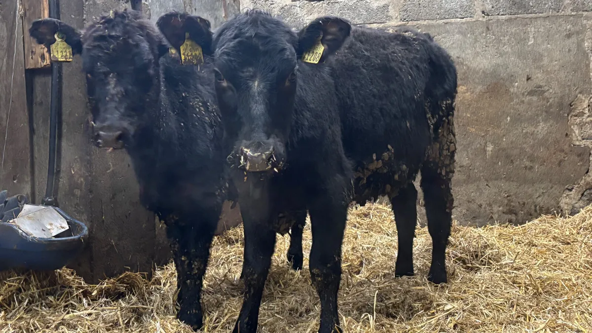 2 Quality Angus Heifer Wealings - Image 3