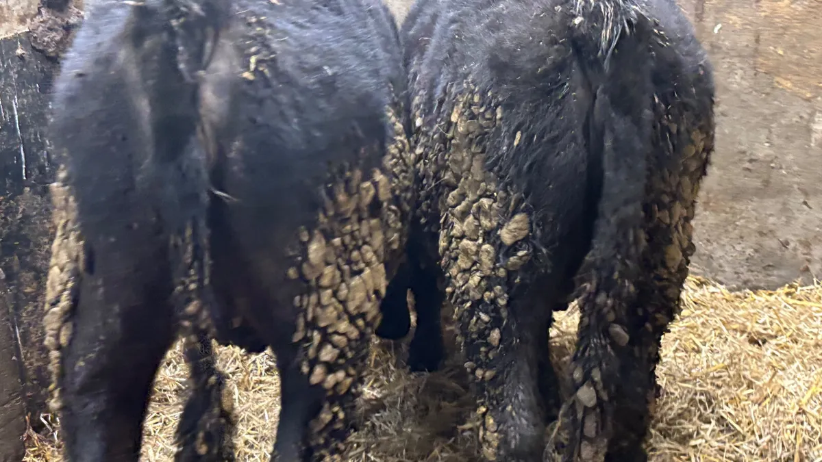 2 Quality Angus Heifer Wealings - Image 4