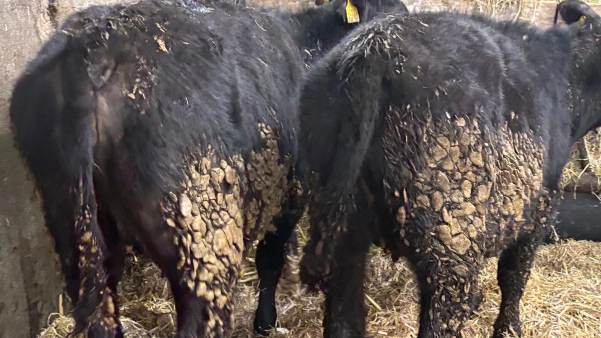 2 Quality Angus Heifer Wealings - Image 2