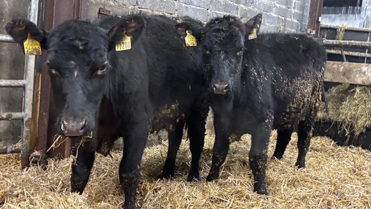 2 Quality Angus Heifer Wealings - Image 1