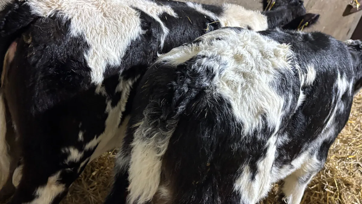 2 Super Belgian Blue Heifer Calves - Image 2