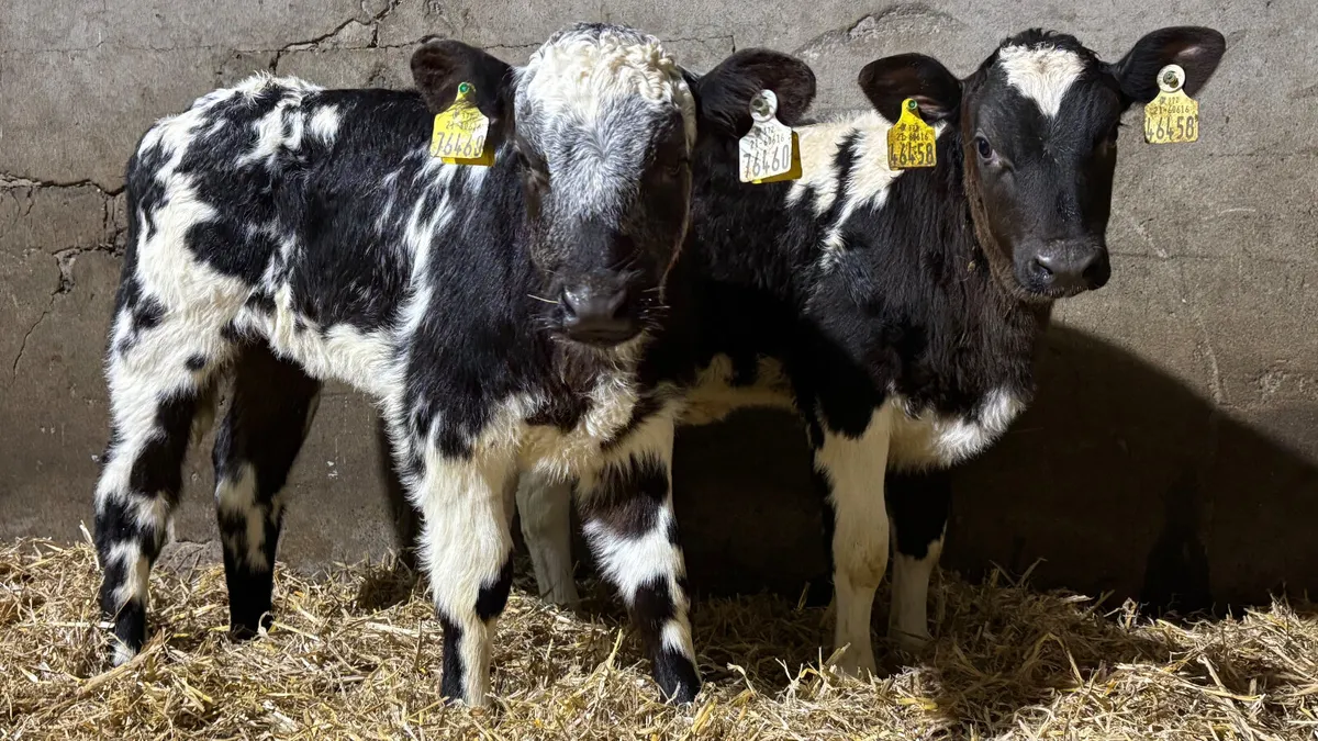 2 Super Belgian Blue Heifer Calves - Image 1