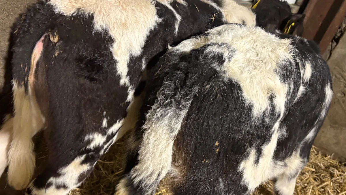 2 Super Belgian Blue Heifer Calves - Image 4