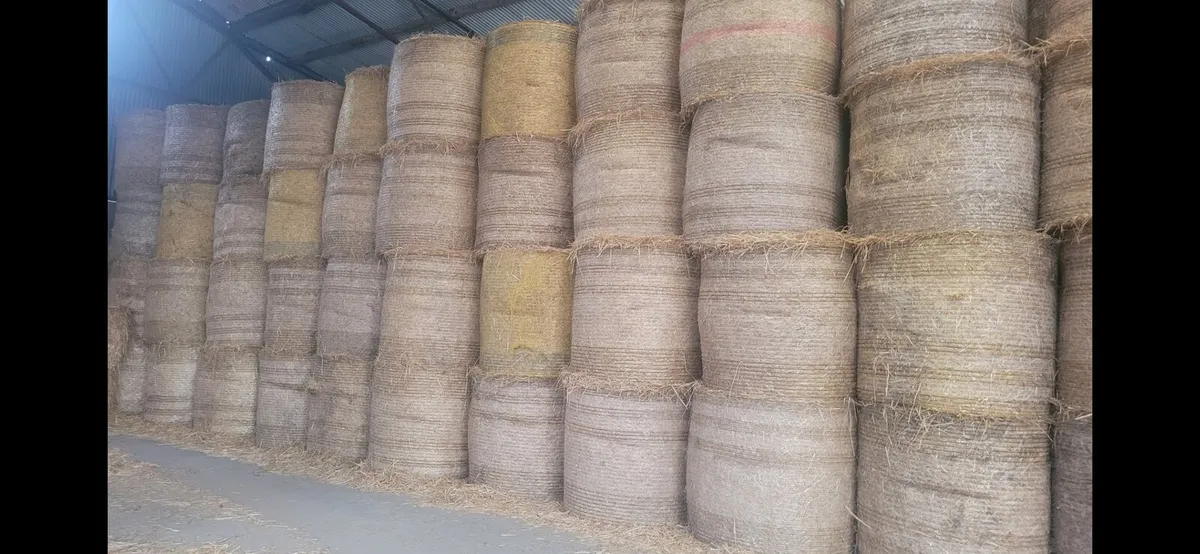 Barley, oat and wheat straw - Image 2