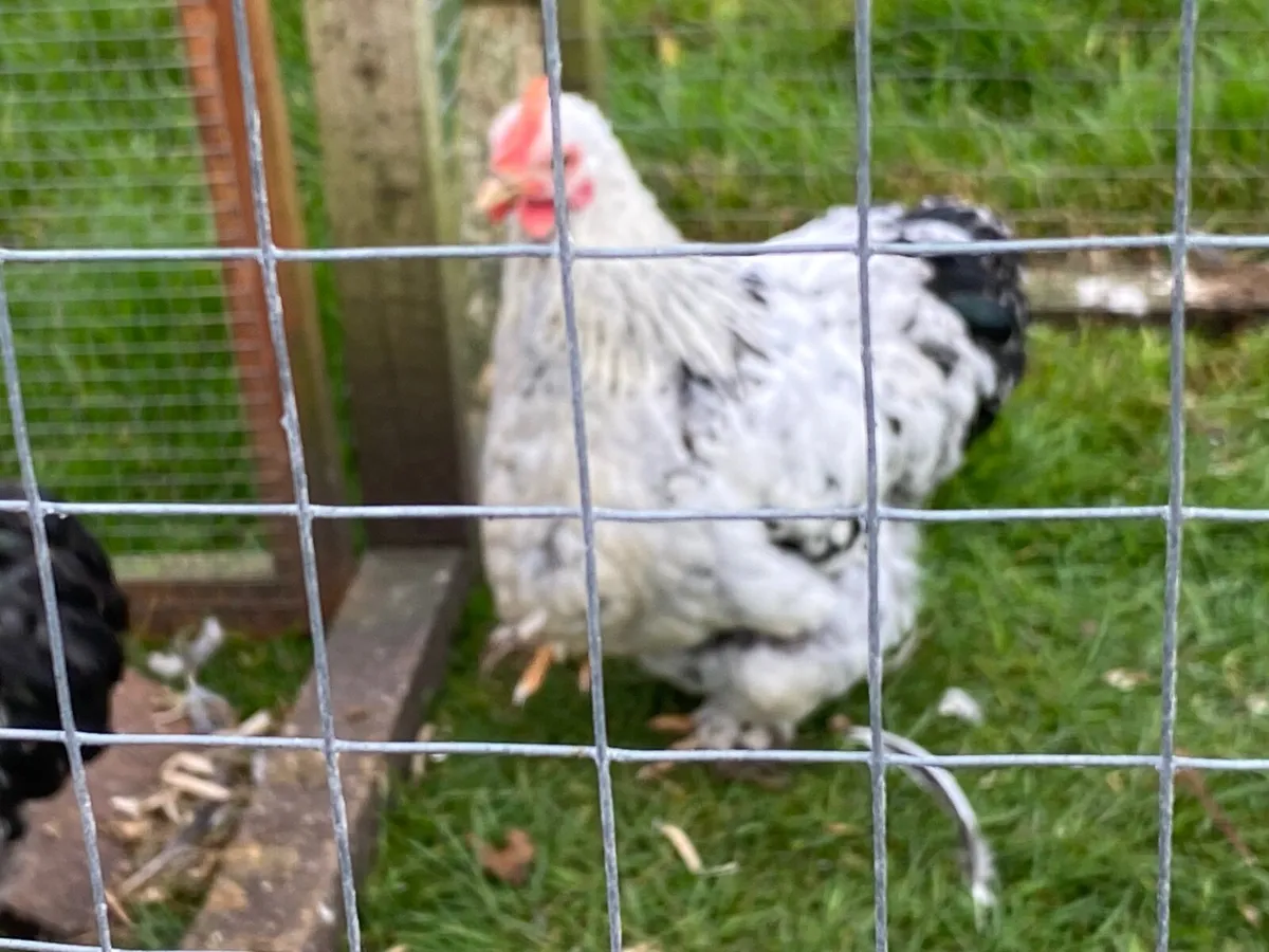 Cockerels and pullets - Image 1