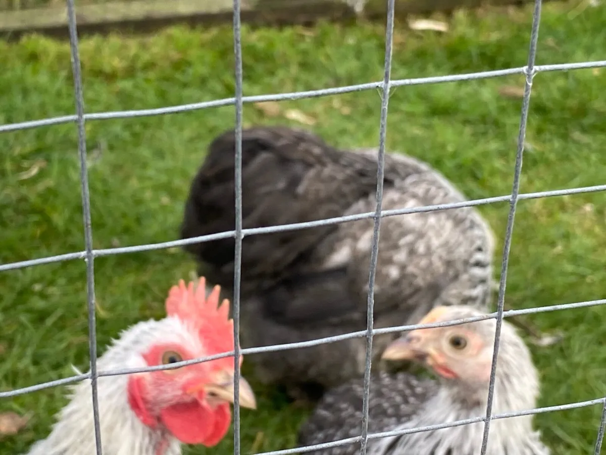 Cockerels and pullets - Image 2