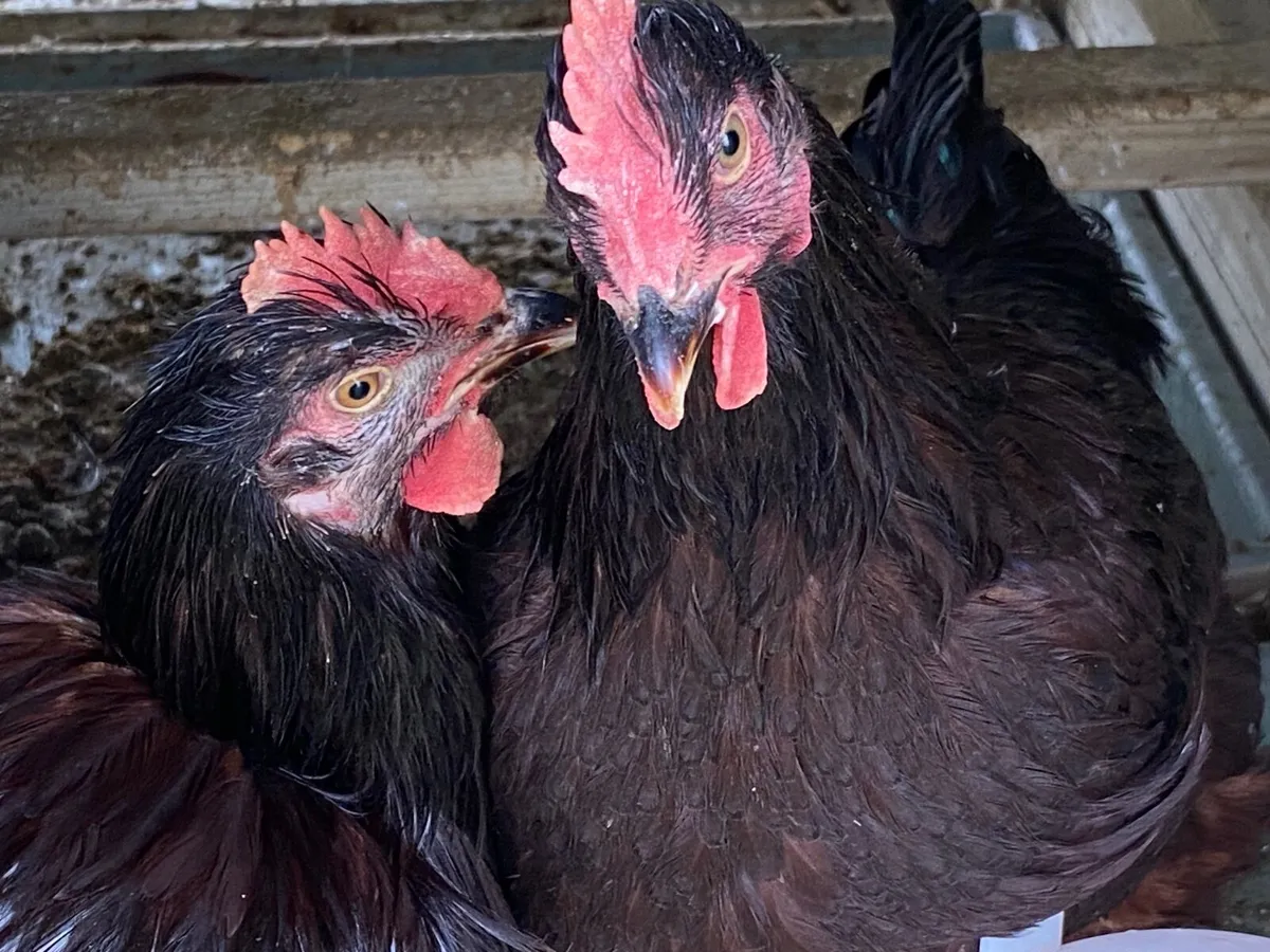 Cockerels and pullets - Image 3