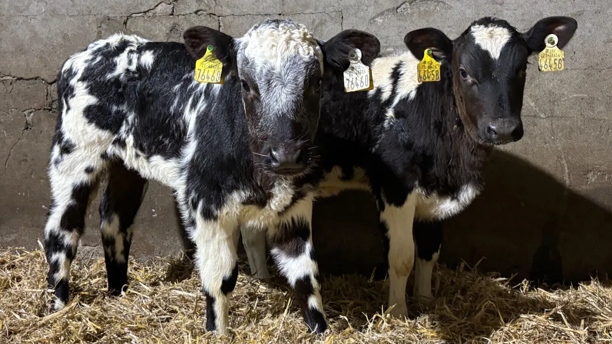 2 Super Belgian Blue Heifer Calves - Image 3