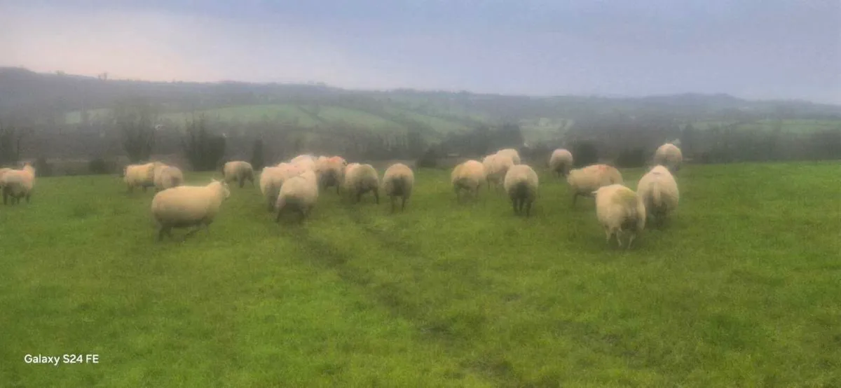 In lamb ewes - Image 3