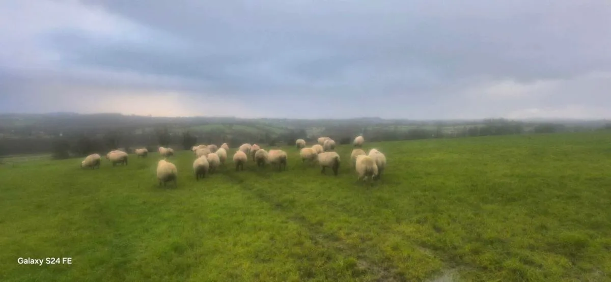 In lamb ewes - Image 4