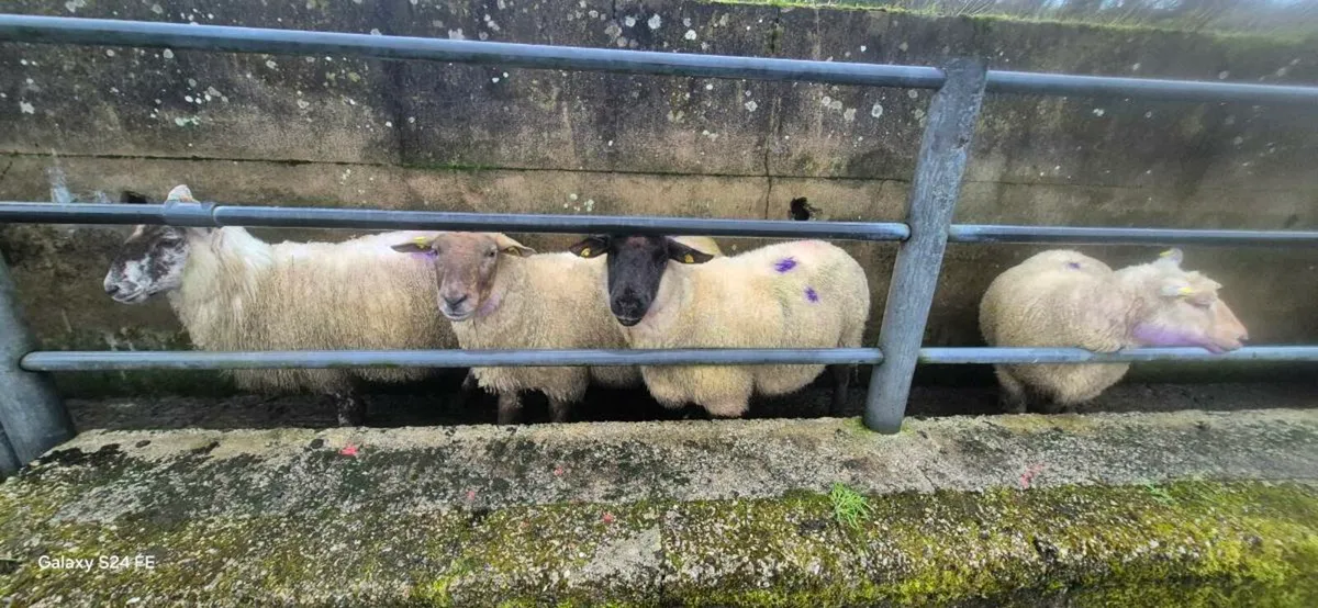 In lamb ewes - Image 1