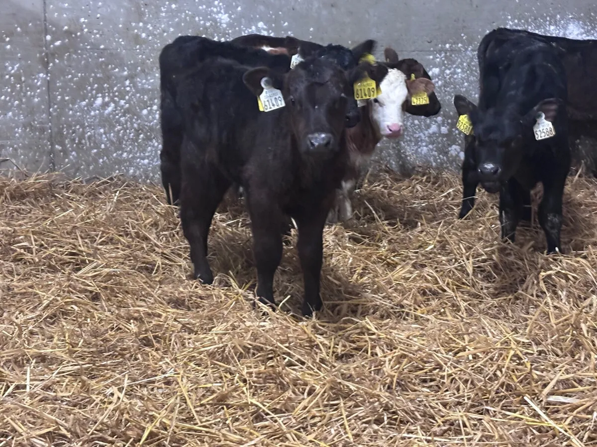 9  Aberdeen Angus calves for sale @€395 - Image 2