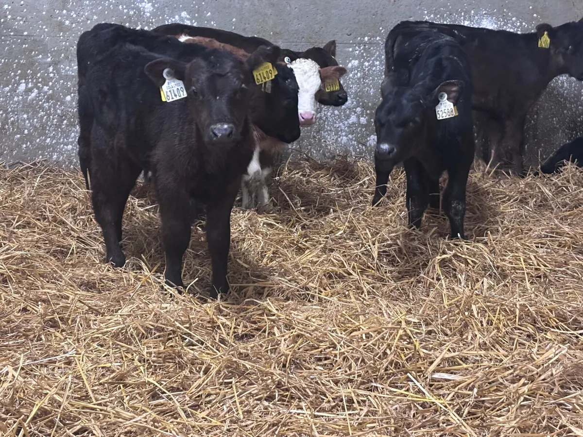 9  Aberdeen Angus calves for sale @€395 - Image 3