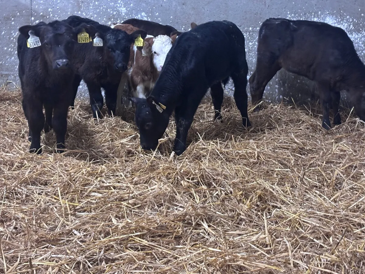9  Aberdeen Angus calves for sale @€395 - Image 1