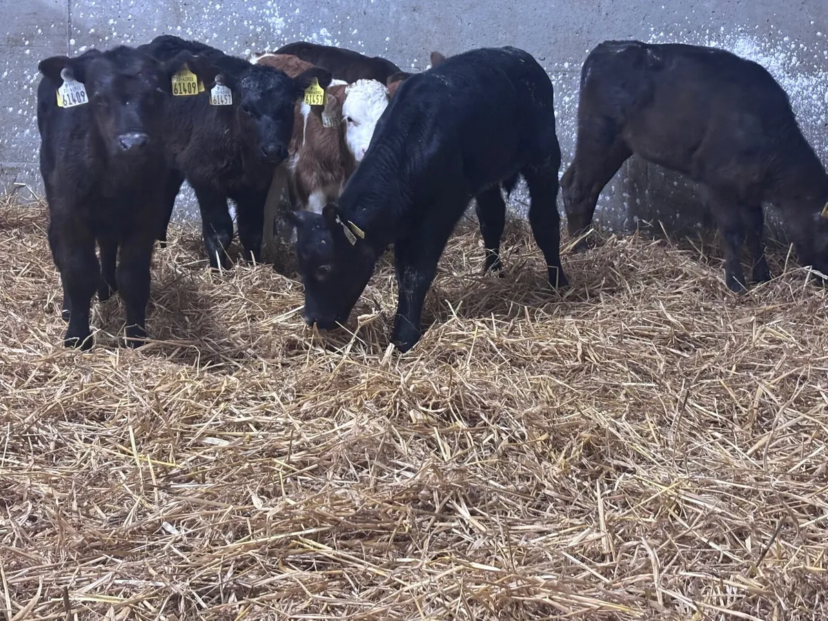 9  Aberdeen Angus calves for sale @€395 - Image 4